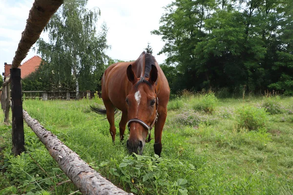 Beautiful Horse Grazing Green Grass Paddock Outdoors — Φωτογραφία Αρχείου