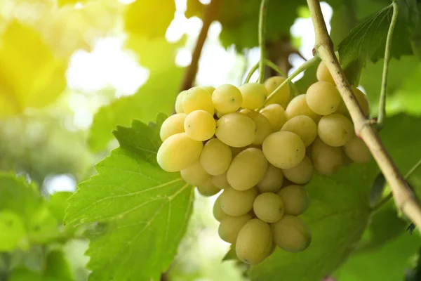 Ripe Juicy Grapes Branch Growing Vineyard Closeup Space Text — Stock Photo, Image