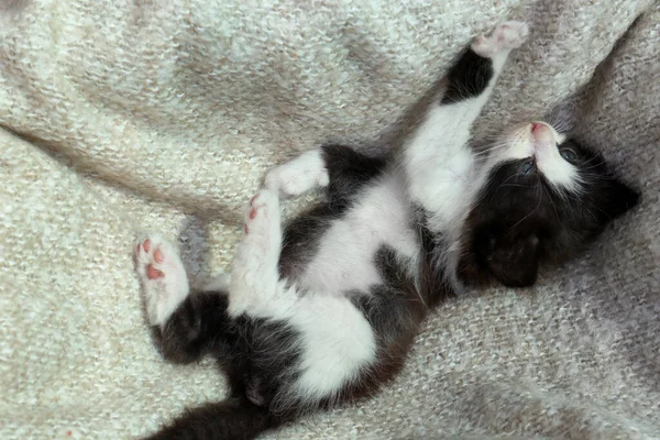 Cute Baby Kitten Lying Cozy Blanket Top View — Stockfoto