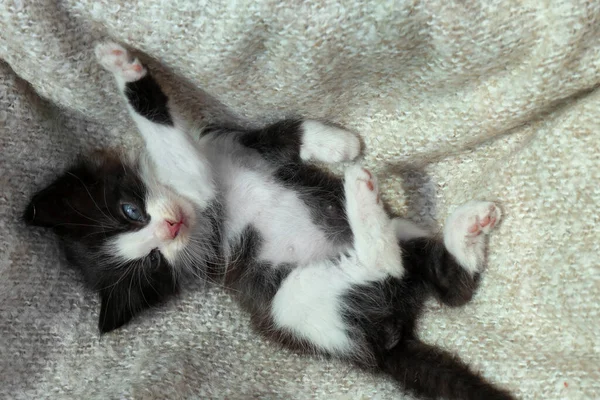 Cute Baby Kitten Lying Cozy Blanket Top View — Stok Foto