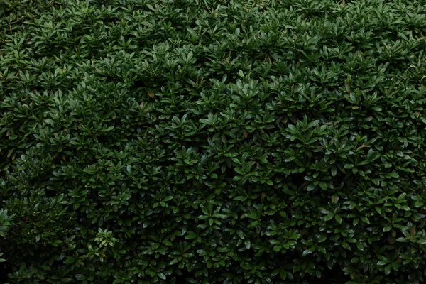 Arbusto Buxo Verde Bonito Como Fundo Close Jardinagem Paisagismo — Fotografia de Stock