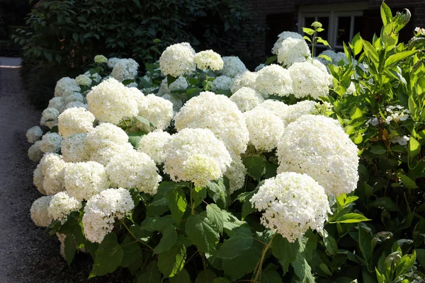 Beautiful Hydrangea Shrubs White Flowers Outdoors — Foto Stock
