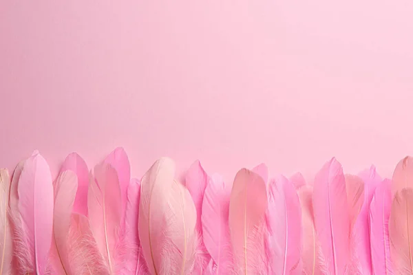 Beautiful Feathers Pink Background Flat Lay Space Text — Fotografia de Stock