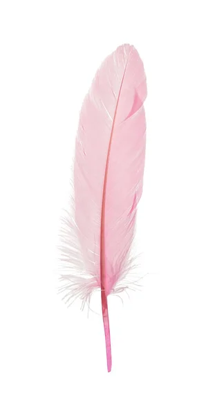 漂亮精致的粉红羽毛 白色隔离 — 图库照片