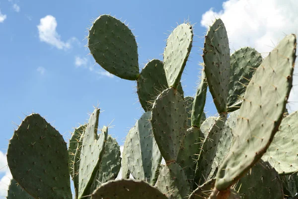 Cactus Pera Espinosa Hermosa Creciendo Contra Cielo Azul Primer Plano —  Fotos de Stock