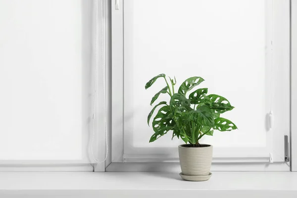 Fenêtre Avec Stores Pot Plante Epipremnum Sur Seuil Intérieur — Photo