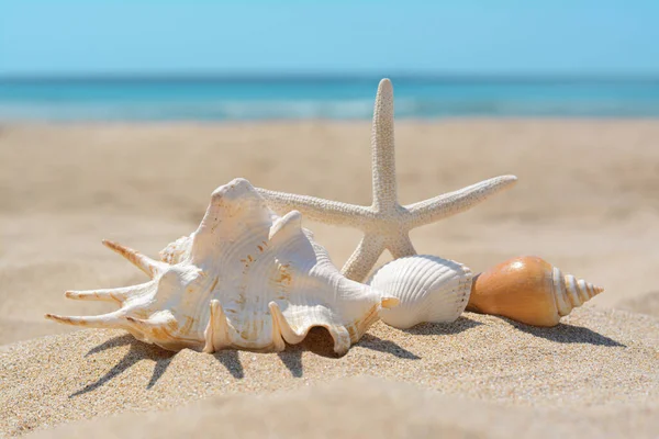 Beautiful Starfish Sea Shells Sandy Beach — Foto de Stock