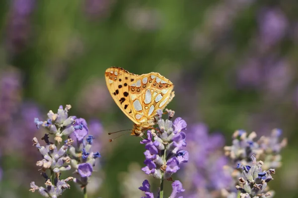 Beautiful Butterfly Lavender Field Summer Day Closeup — Stock Photo, Image