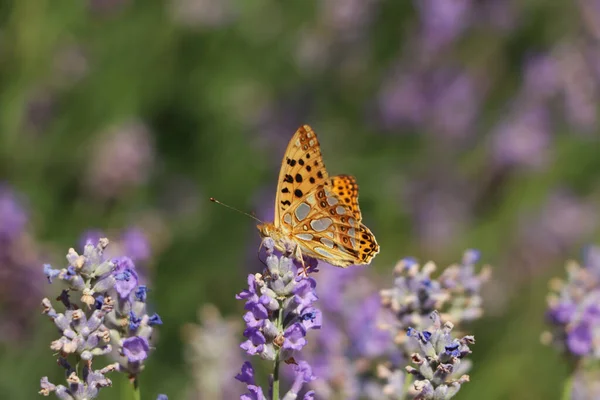 Beautiful Butterfly Lavender Field Summer Day Closeup — Photo