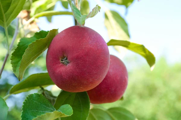 Νωπά Και Ώριμα Μήλα Κλαδί Δέντρου Κοντινό Πλάνο — Φωτογραφία Αρχείου