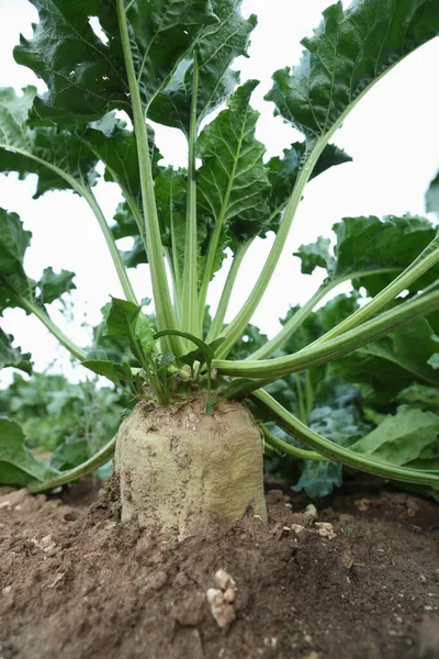 White Beet Plants Green Leaves Growing Field Closeup — Stock Photo, Image