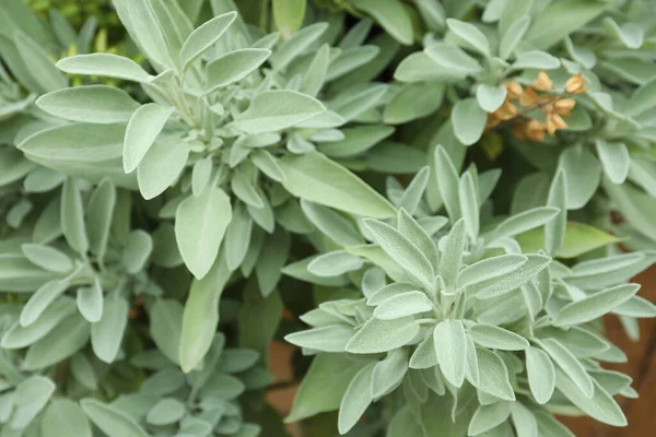 Beautiful sage with green leaves growing outdoors