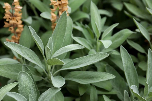 Vacker Salvia Med Gröna Blad Som Växer Utomhus — Stockfoto