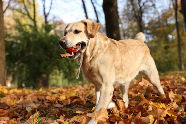Netter Labrador Retriever Hund Mit Spielzeugball Sonnigen Herbstpark Raum Für — Stockfoto