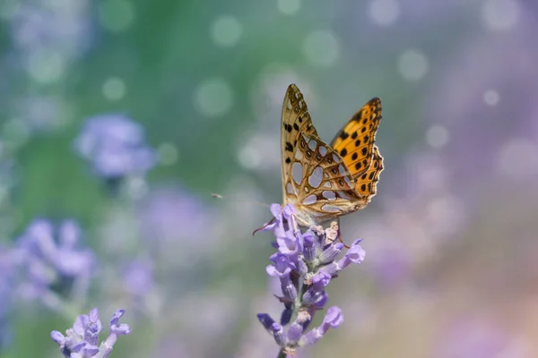 Schöner Schmetterling Lavendelfeld Einem Sommertag Nahaufnahme Raum Für Text — Stockfoto