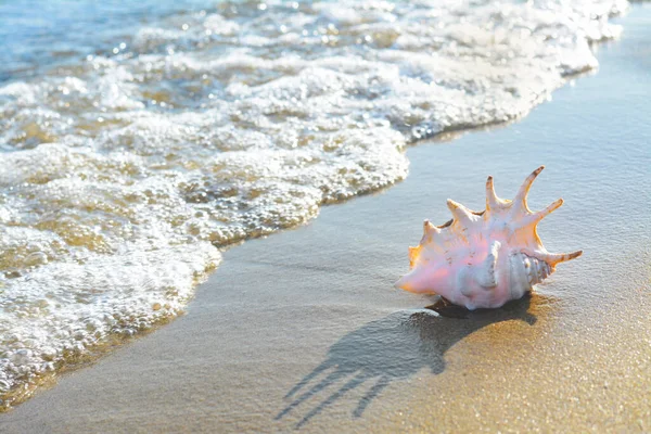 Piaszczysta Plaża Piękną Muszli Pobliżu Morza Letni Dzień Miejsce Tekst — Zdjęcie stockowe