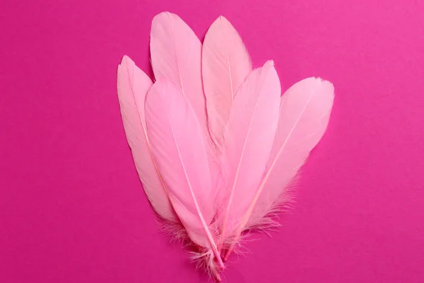粉色背景的漂亮羽毛 顶视图 — 图库照片