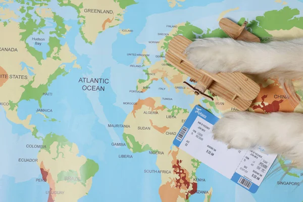 Pies Leżący Pobliżu Samolotu Zabawki Bilet Mapie Świata Widok Góry — Zdjęcie stockowe