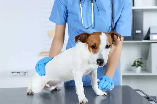 Tierarzt Legt Verband Auf Pfote Des Hundes Tisch Klinik Nahaufnahme — Stockfoto