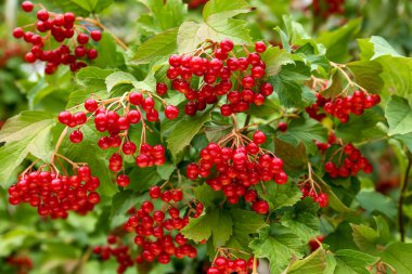 Açık havada büyüyen parlak dutlu güzel Viburnum çalılığı, yakın plan.