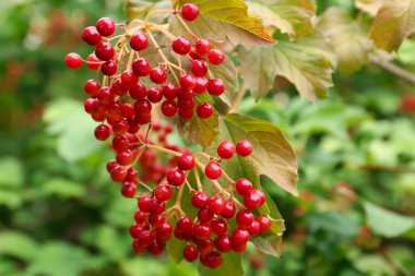 Açık havada büyüyen parlak dutlu güzel Viburnum çalılığı, yakın plan.