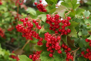 Güzel viburnum, olgun böğürtlenlerle dolu.