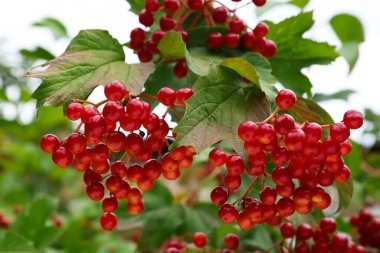 Güzel viburnum, olgun böğürtlenlerle dolu.