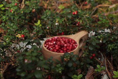 Açık havada bir sürü olgun yaban mersini var.