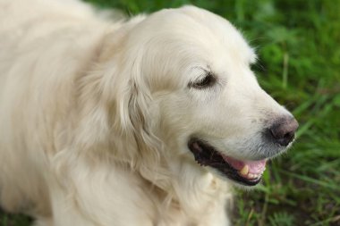 Parktaki yeşil çimlerde uzanan sevimli golden retriever.