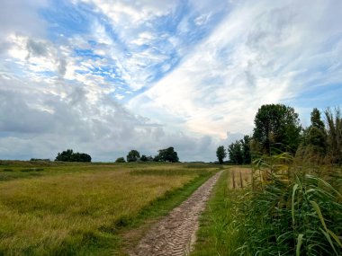 Sazlıkların ve bulutlu gökyüzünün resimli görüntüsü
