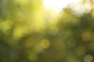 Açık havada yeşil ağaçların bulanık görüntüsü. Bokeh etkisi