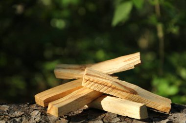 Palo santo ağaç kabuğuna yapışır.