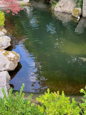 Hayvanat bahçesinde yüzen güzel mersin balığı.