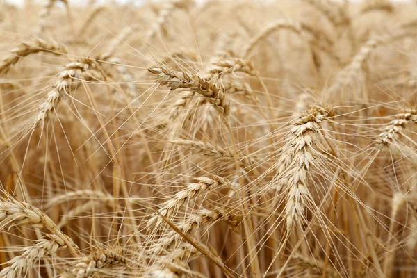 Спелые Всплески Пшеницы Сельскохозяйственном Поле Крупный План — стоковое фото