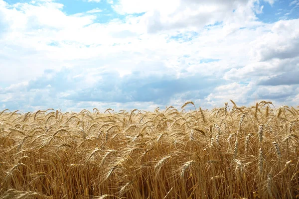 stock image Beautiful view of agricultural field with ripe wheat spikes on cloudy day