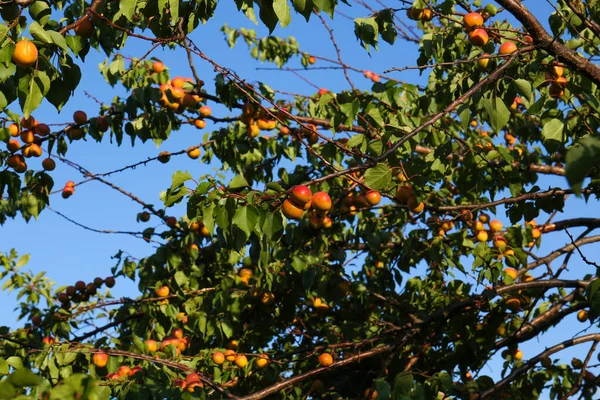 Ветви Вкусными Спелыми Абрикосами Дереве Против Неба — стоковое фото
