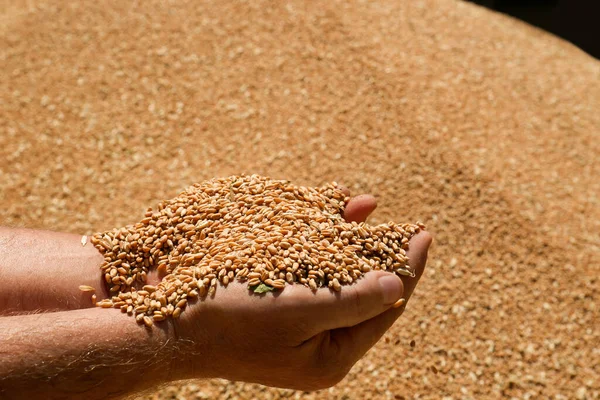 stock image Man holding wheat grains in hands, closeup view