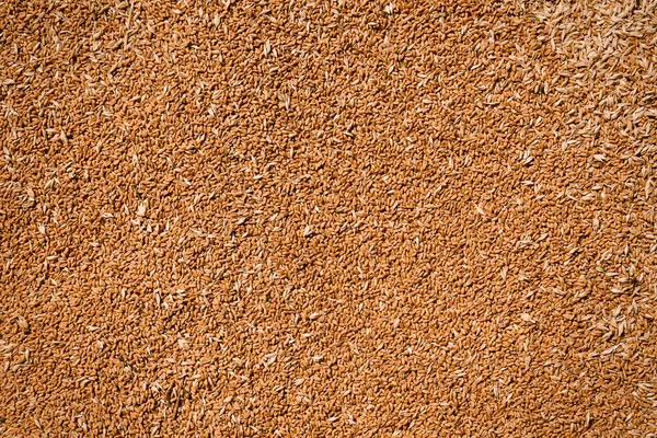 Куча Пшеничных Зерен Качестве Фона Вид Крупным Планом — стоковое фото
