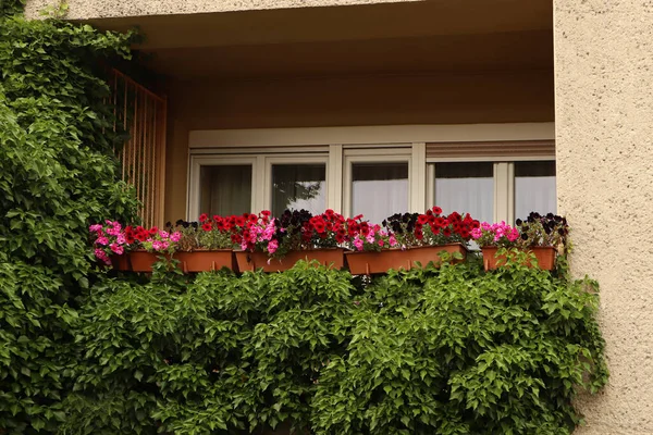 Μπαλκόνι Διακοσμημένο Όμορφα Πολύχρωμα Λουλούδια Και Πράσινο Φυτό — Φωτογραφία Αρχείου