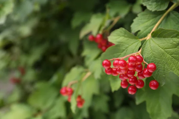 Beautiful Viburnum Shrub Bright Berries Growing Outdoors Closeup Space Text — Stock Photo, Image