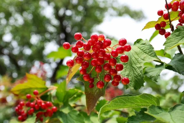 Beautiful Viburnum Shrub Ripe Berries Outdoors — Stock Photo, Image