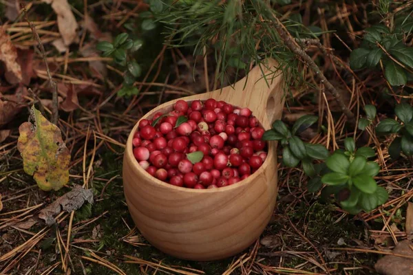 Many Tasty Ripe Lingonberries Wooden Cup Outdoors — Stock Photo, Image