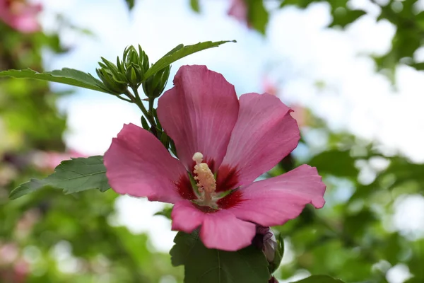 Belle Fleur Hibiscus Rose Poussant Dans Jardin Gros Plan — Photo