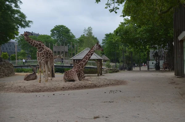 Schöne Afrikanische Giraffen Und Gazellen Zoogehege — Stockfoto