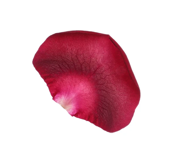 Κόκκινο Τριαντάφυλλο Πέταλο Λουλούδι Λευκό Φόντο — Φωτογραφία Αρχείου
