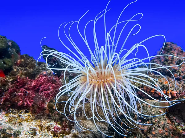 Krásné Tropické Moře Sasanky Čistém Akváriu — Stock fotografie