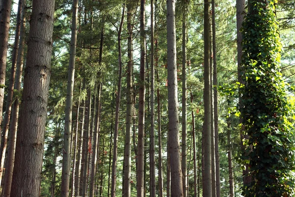 Прекрасний Вид Зелені Дерева Лісі — стокове фото