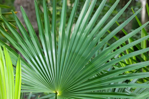 Vackra Tropiska Palmblad Skogen Närbild — Stockfoto