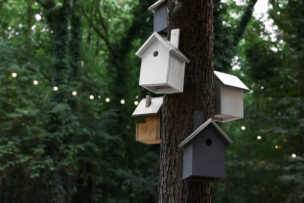 Krásné Dřevěné Ptačí Budky Visí Kmeni Stromu Lese — Stock fotografie
