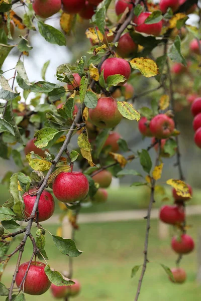 Pyszne Dojrzałe Czerwone Jabłka Drzewie Ogrodzie — Zdjęcie stockowe